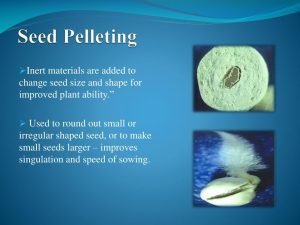 Seed Pelleting1 L 300x225