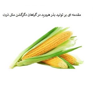 Corn Hybrid Seed 300x300