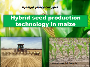 Hybrid Seed Production Technology In Maize 300x225