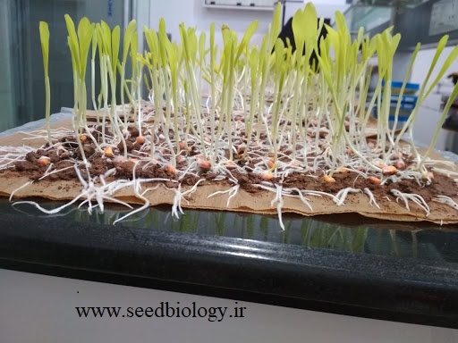seed germination methode