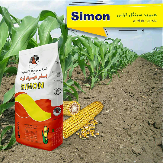 ذرت هیبرید علوفه ای رقم سیمون
