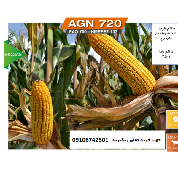 بذر ذرت هیبرید خارجی