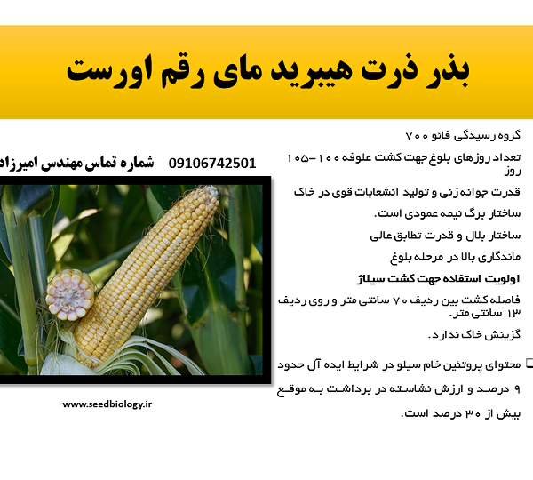 فروش بذر هیبرید ذرت رقم مای
