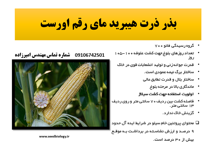 فروش بذر هیبرید ذرت رقم مای