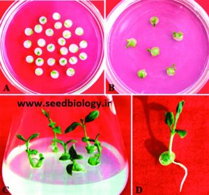 Synthetic Seeds Of T Indica Formed By The Encapsulation Of Nodal Segments 300x280