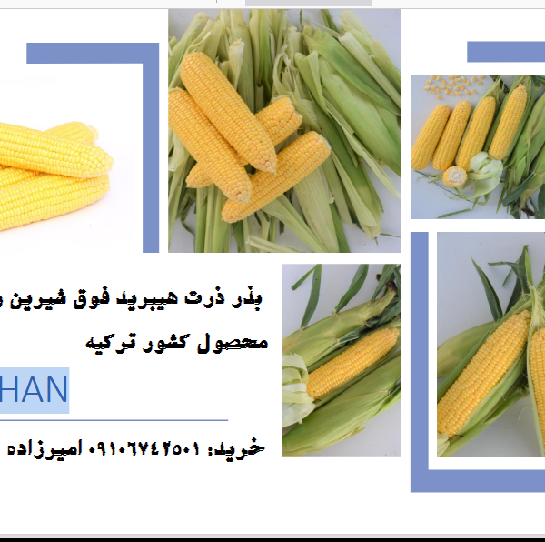 خرید بذر ذرت شیرین خان