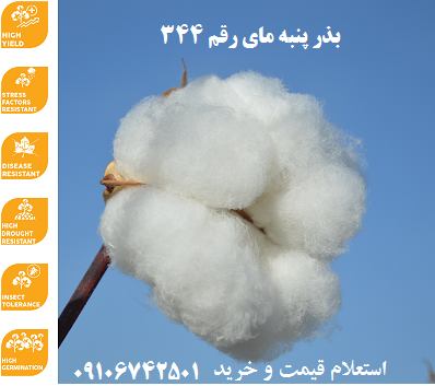 بذر پنبه مای 344