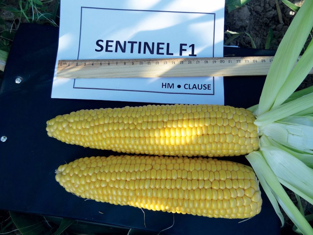 Sentinel Clause F1 Super Sweet Corn 1024x768