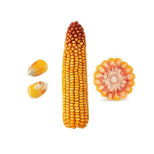 ذرت علوفه ای
