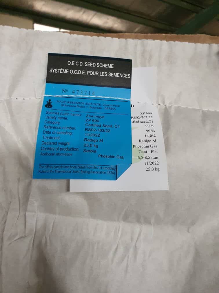 بذر ذرت دانه ای zp 600 تولید کشور صربستان - Image 2