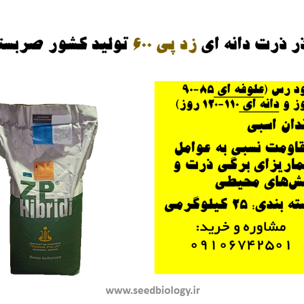 بذر ذرت دانه ای zp 600 تولید کشور صربستان