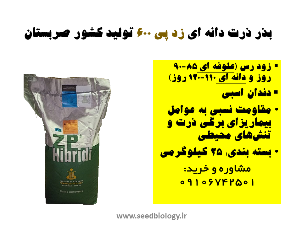 بذر ذرت دانه ای zp 600 تولید کشور صربستان