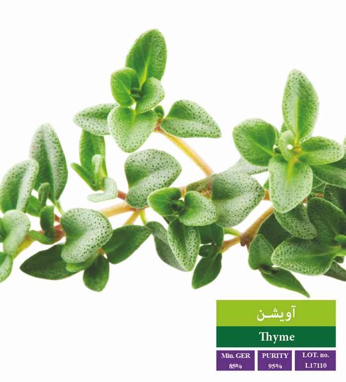 بذر آویشن باغی