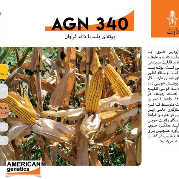 بذر ذرت agn 340 امریکن ژنتیکس مخصوص کشت دانه ای