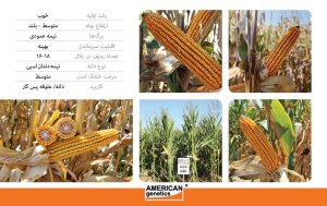 بذر ذرت agn340