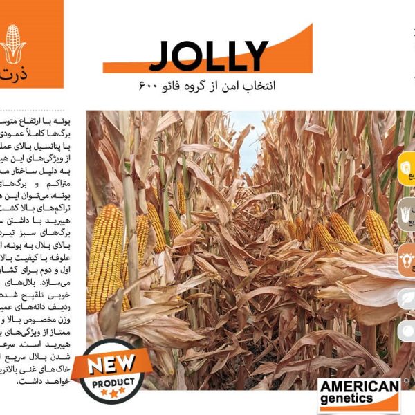 بذر ذرت jolly