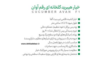 خصوصیات بذر خیار گلخانه ای آوان نکسیدز فرانسه