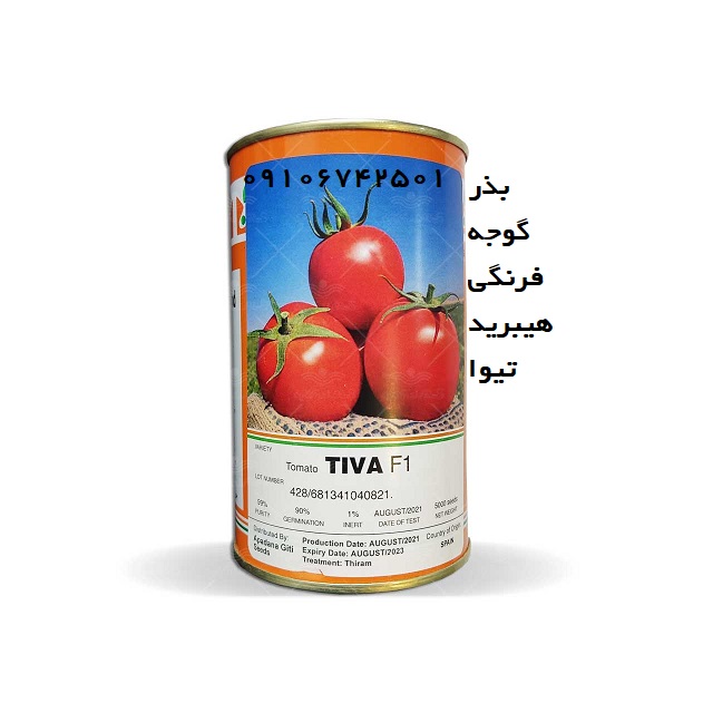 بذر گوجه فرنگی هیبرید تیوا