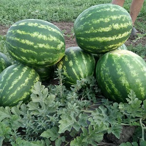 هندوانه هیبرید کاریستان
