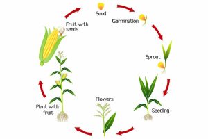 Corn Growth 300x200