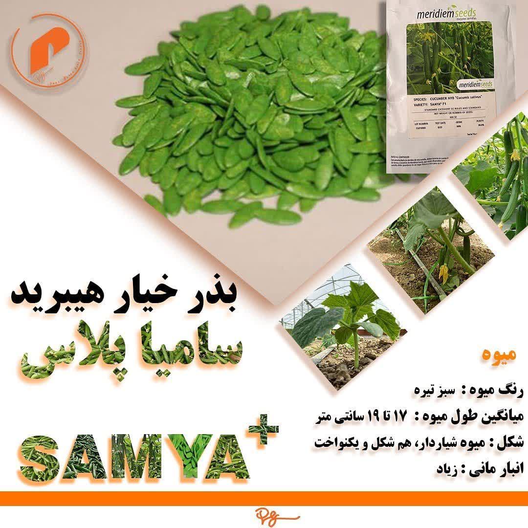 بذر خیار گلخانه ای سامیا پلاس