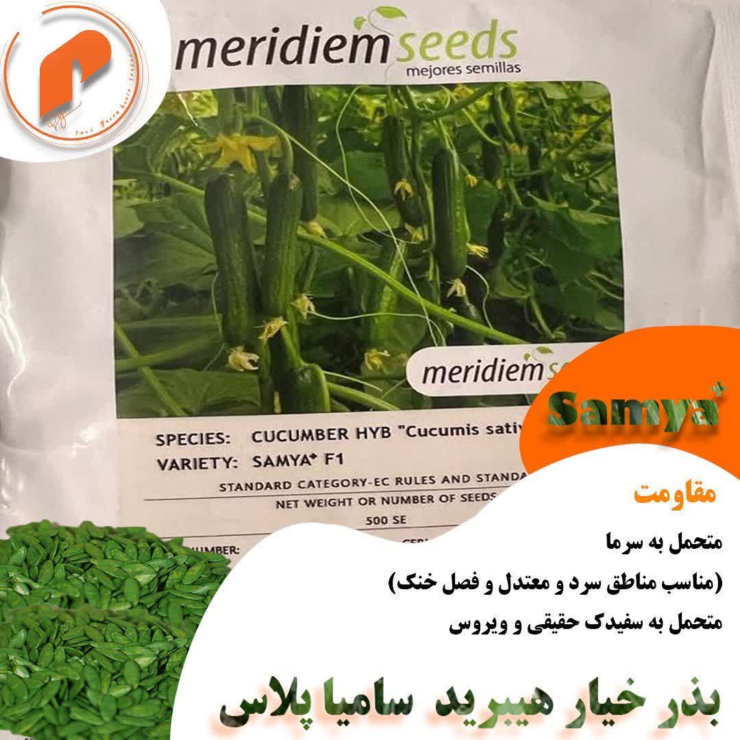 بذر خیار گلخانه ای سامیا پلاس - Image 2