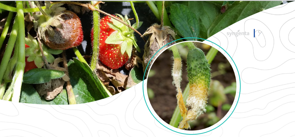 کپک زدن خیار و توت فرنگی