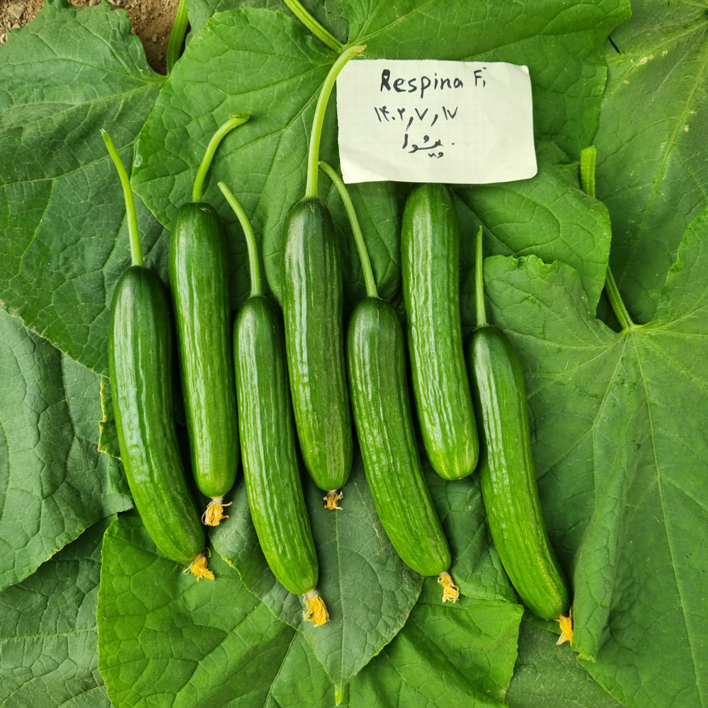 بذر خیار گلخانه ای رسپینا (500 عددی ) - Image 3