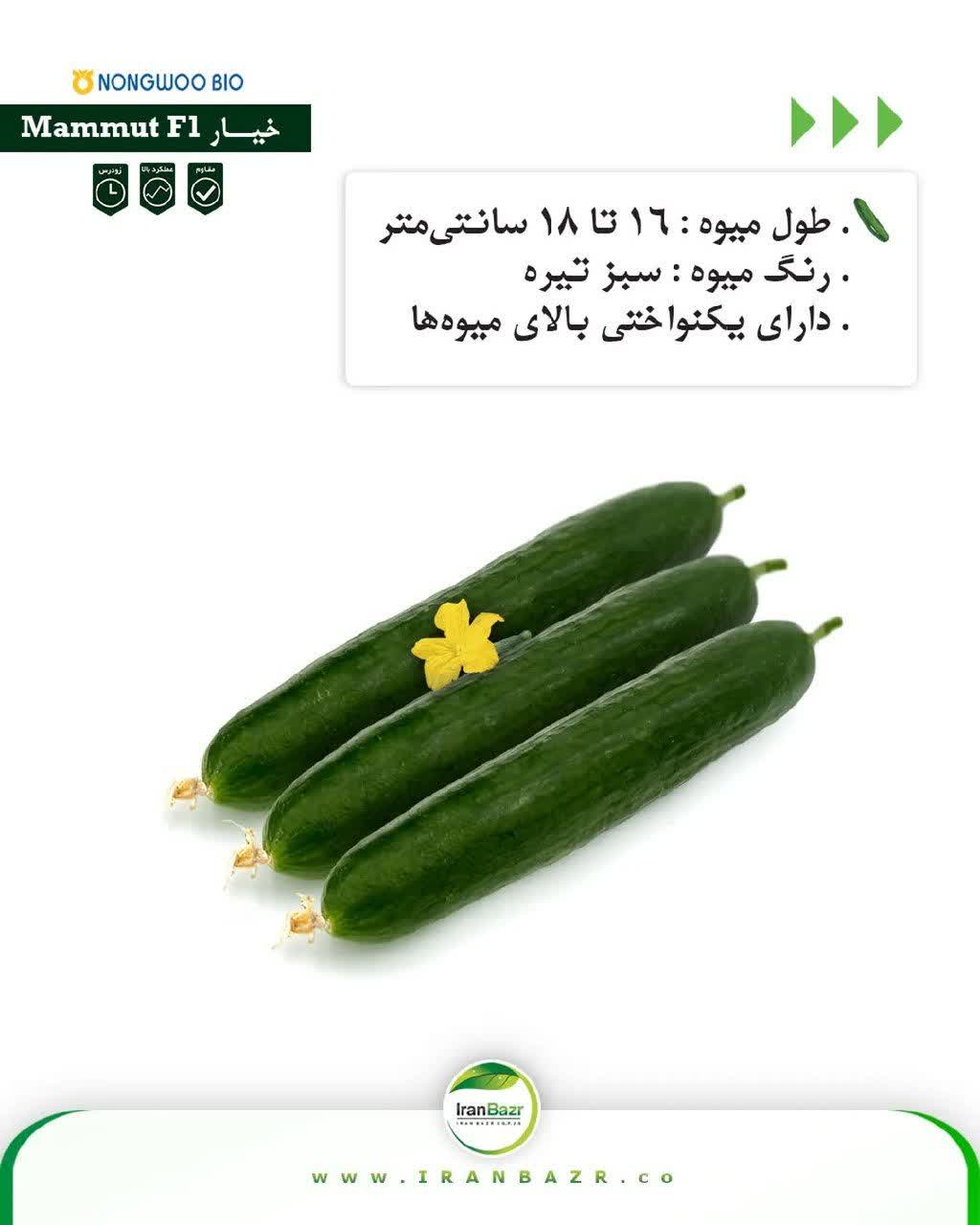 بذر خیار ماموت(هیبرید فضای باز) - Image 5