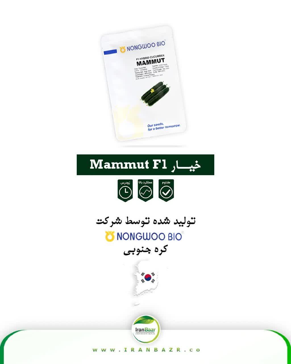 بذر خیار ماموت(هیبرید فضای باز) - Image 2