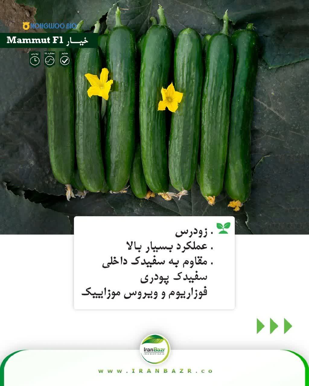 بذر خیار ماموت(هیبرید فضای باز) - Image 3