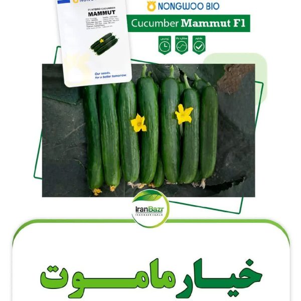 بذر خیار ماموت(هیبرید فضای باز)