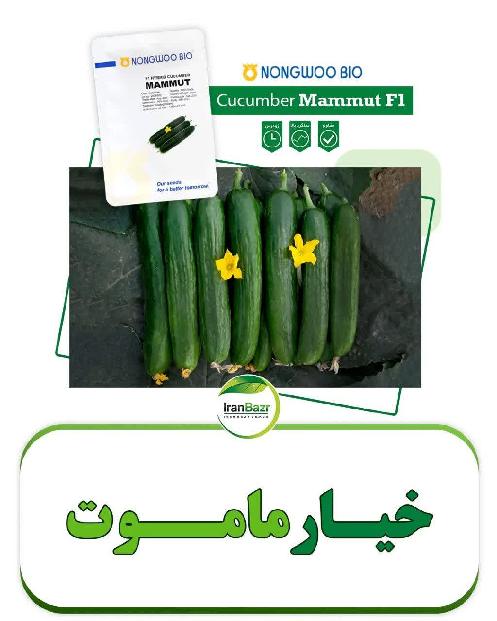 بذر خیار ماموت(هیبرید فضای باز)