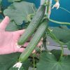 فروش بذر خیار گلخانه ای وارنا