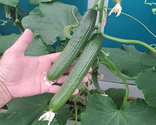 فروش بذر خیار گلخانه ای وارنا