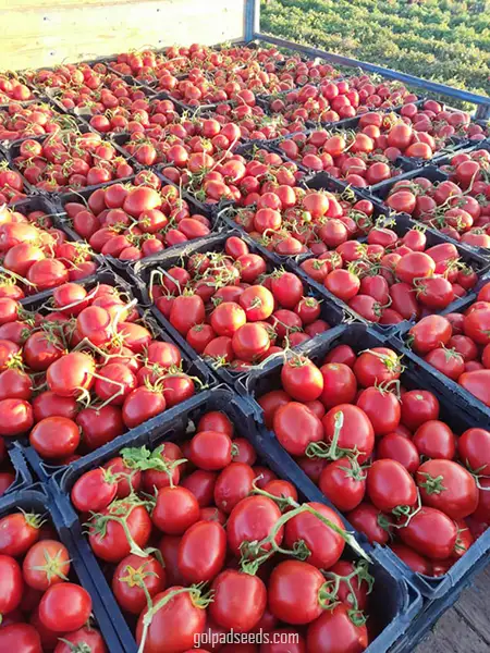 گوجه هیبرید فضای باز رقم کوئیک (TOMATO QUICK F1)2024 - Image 2