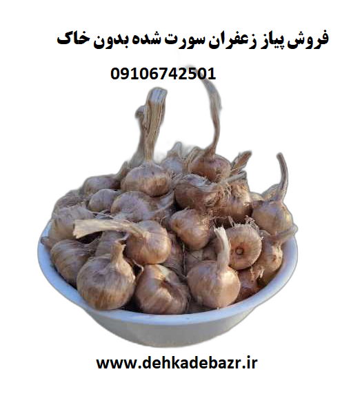 پیاز زعفران سورت شده (وزن بالای 8 گرم و بدون خاک)