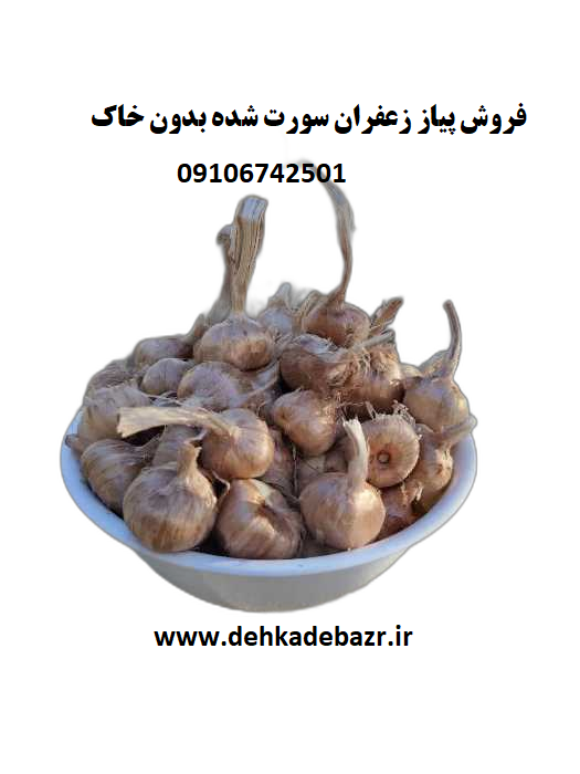 پیاز زعفران سورت شده (وزن بالای 8 گرم و بدون خاک)