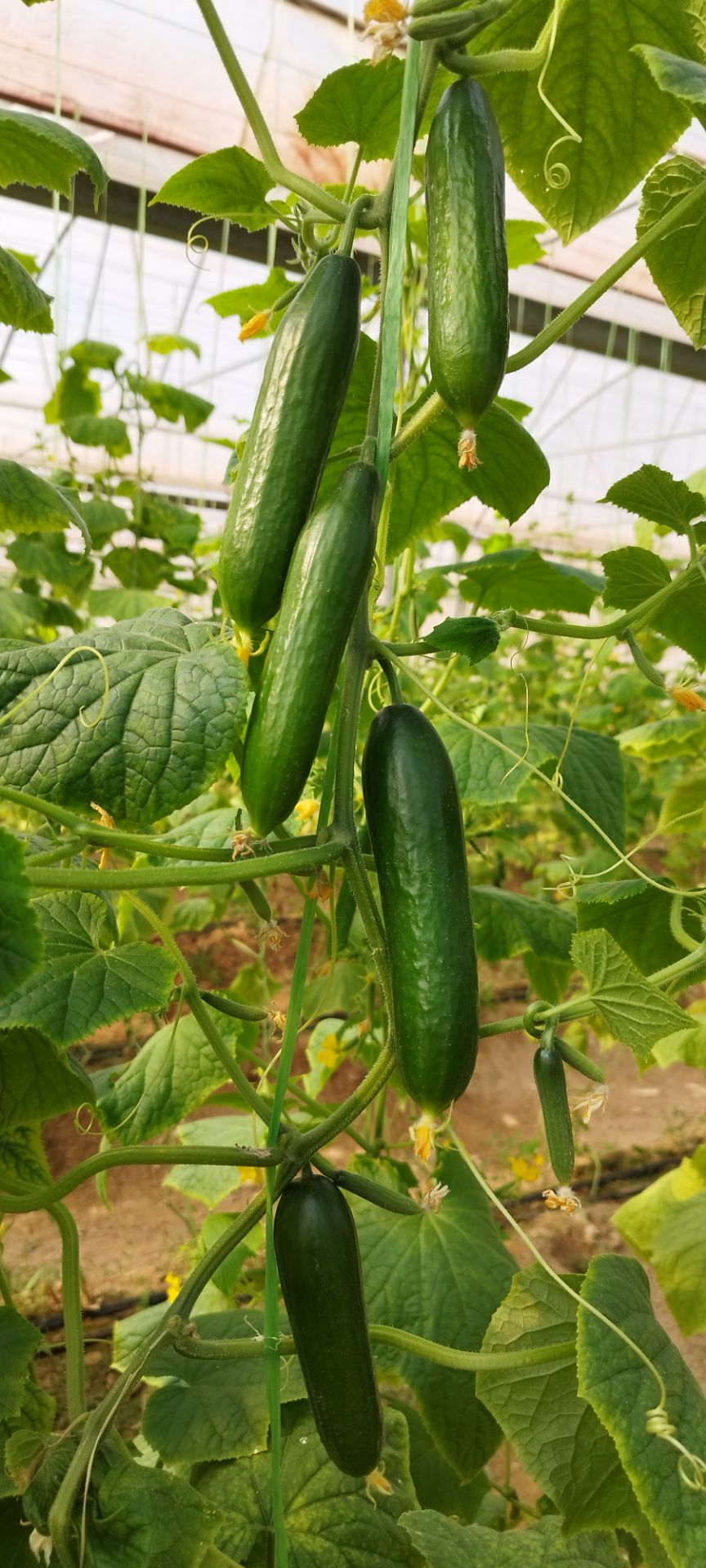 بذر خیار گلخانه ای بهتا متحمل به تنش سرما - Image 3