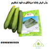بذر خیار میانگل و خودتنظیم