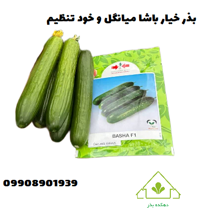 بذر خیار میانگل و خودتنظیم
