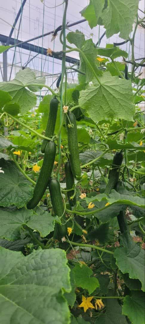 بذر خیار گلخانه ای باشا (میانگل،خودتنظیم) - Image 2