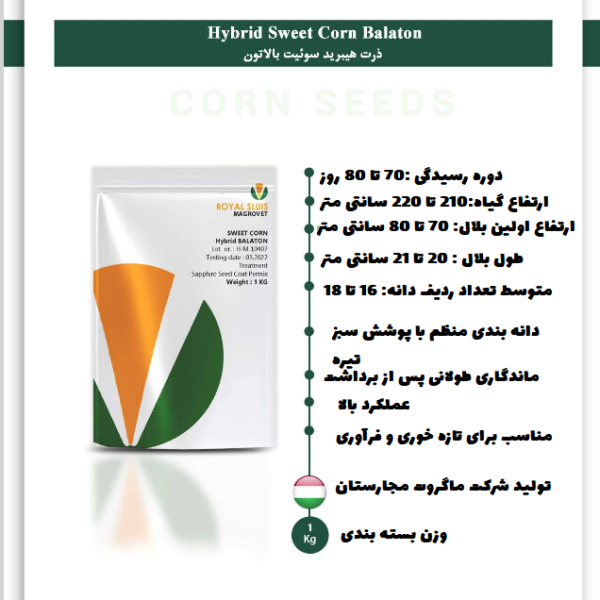بذر ذرت شیرین رویال اسلویس بالاتون
