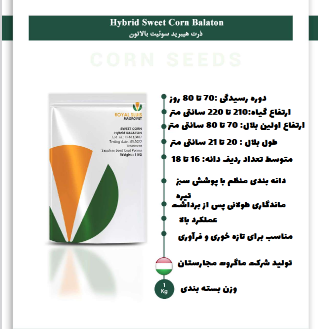 بذر ذرت شیرین رویال اسلویس بالاتون