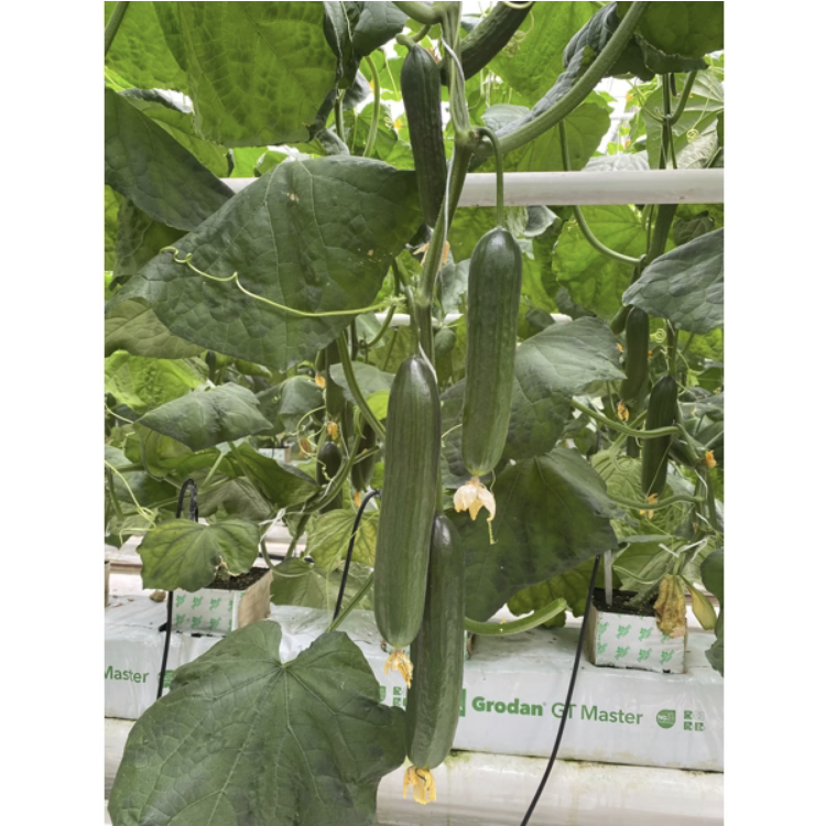 بذر خیار گلخانه ای کرتاسان