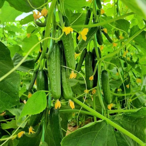 بذر خیار گلخانه ای تریپل استار (پرگل)مناسب بهار و تابستان