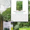 بذر خیار تک گل نگین