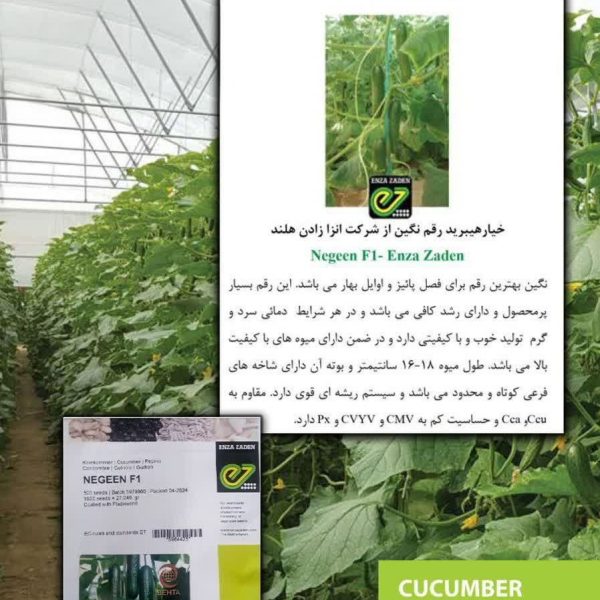 بذر خیار تک گل نگین