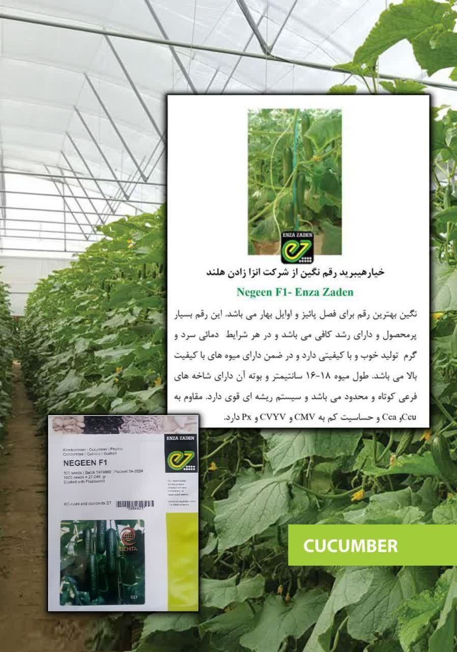 بذر خیار تک گل نگین