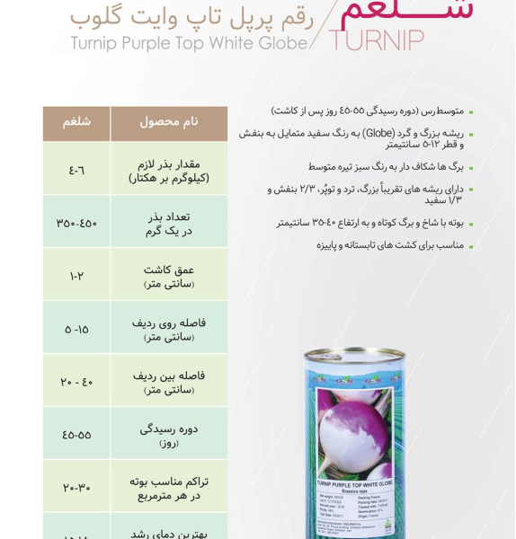 شلغم پرپل تاپ وایت گلوب